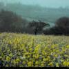 beansidhe04